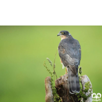 گونه قرقی Eurasian Sparrowhawk